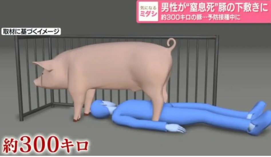 chuhaidafucom's tweet photo. 哈哈哈！！！天下奇闻！！！

一位日本老兄给300公斤的母猪接种疫苗时，

居然被这母猪一屁股坐死了！

会不会有啥奇怪的举动惹恼了母猪？死的也够憋屈啊！ https://t.co/d9L0yjTM9p