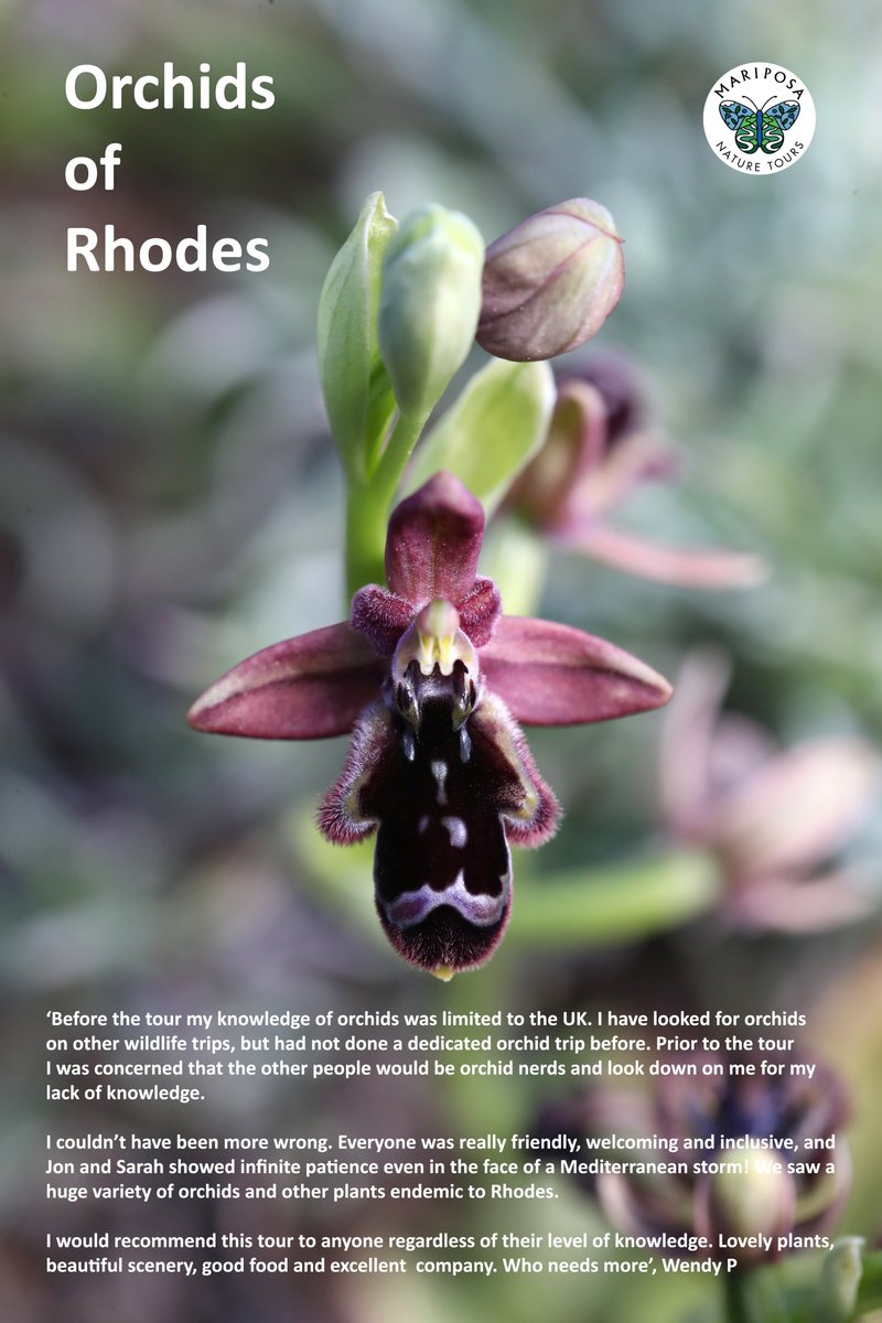 Mariposa_Nature's tweet photo. 'Everyone was really friendly, welcoming and inclusive... we saw a huge variety of orchids and other plants endemic to Rhodes'

A lovely testimonial from guest Wendy P, who was pleased to find our Orchids of Rhodes tour great fun no matter how much prior orchid knowledge one had. https://t.co/iThhoC1zIz