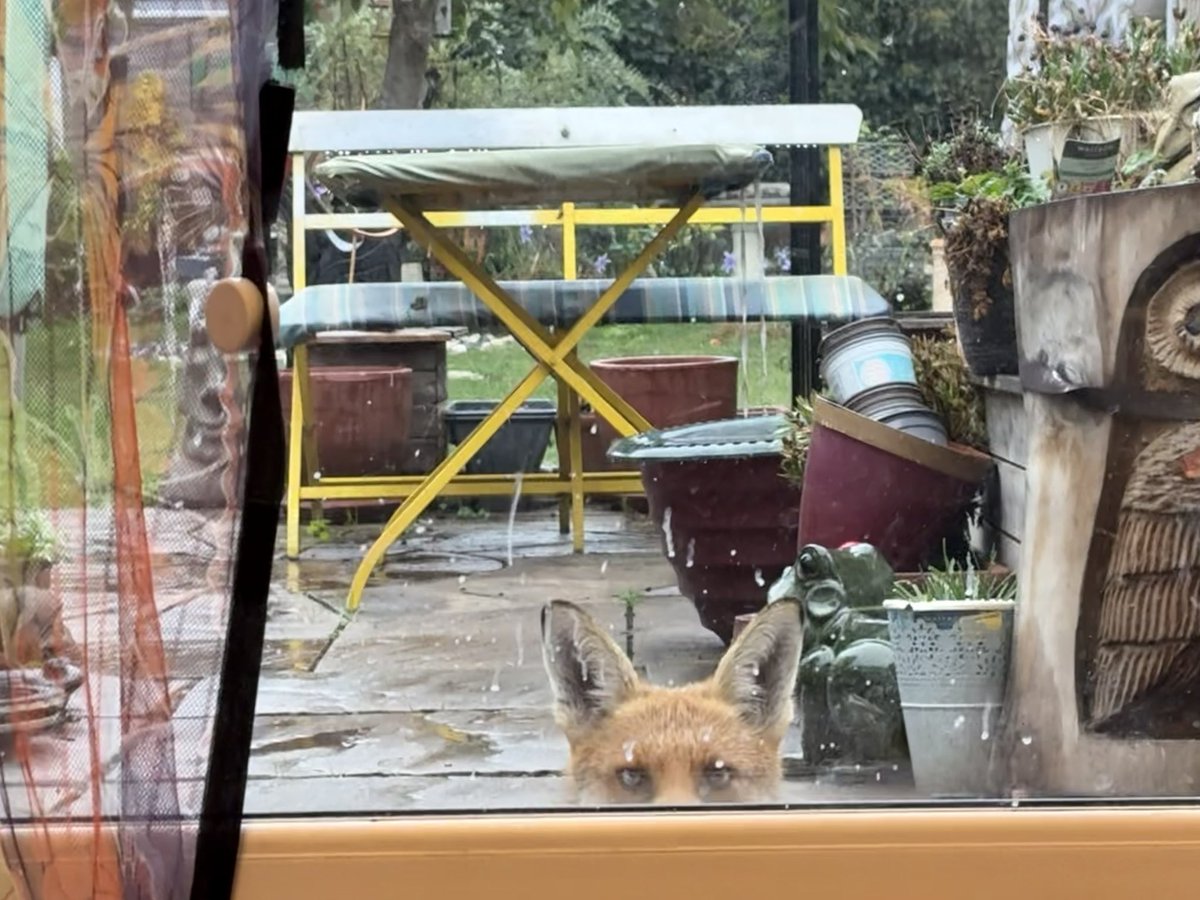 pekingfrog's tweet photo. ….. and where’s there’s ears, the eyes are soon to follow!!! 👀🦊 https://t.co/wRchjUFg4P