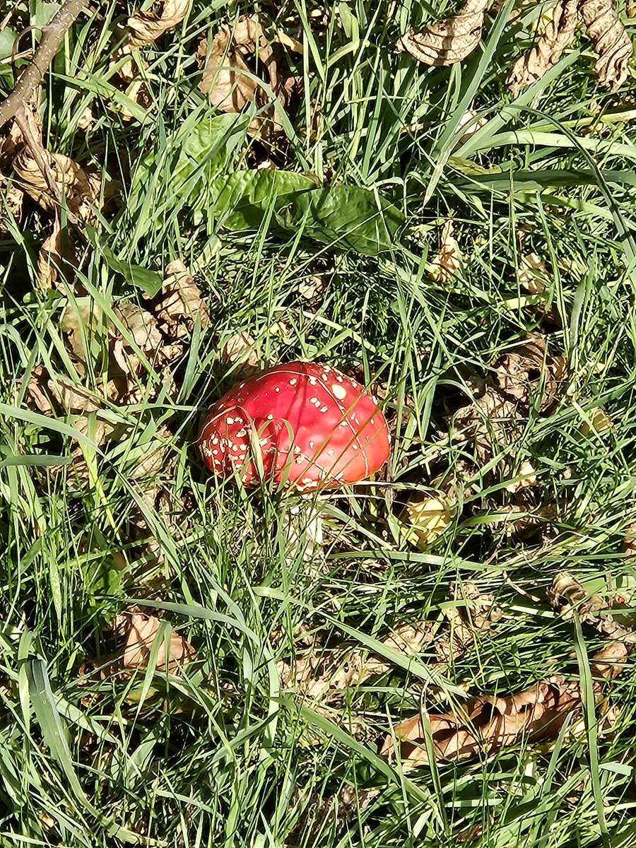 AnitaPeeters's tweet photo. Jawel hoor de 1e dit jaar voor mij!!! #blijei kon ze echt nergens vinden tot nu #paddestoelen #herfst #floraenfauna #oktober #buitenleven #buitenzijn #km'smaken #fotografie #positivevibes #zenn #nature #backtonature #backtobasic #plukdedag #leefinhetnu #maakhetmooi 🙏🍀💚 https://t.co/qIemFEwC0a