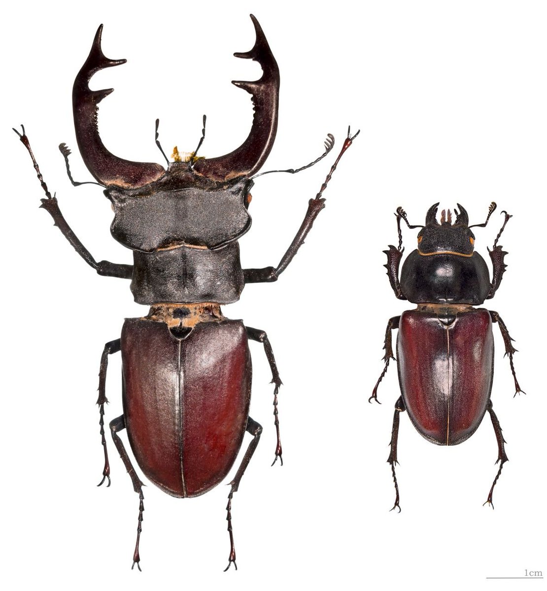 mallipede's tweet photo. sexual dimorphism in beetles is so cool https://t.co/h2BHJua3ru