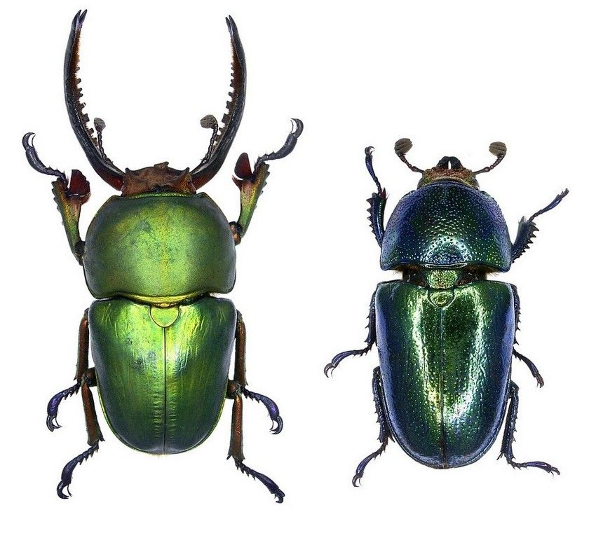 mallipede's tweet photo. sexual dimorphism in beetles is so cool https://t.co/h2BHJua3ru