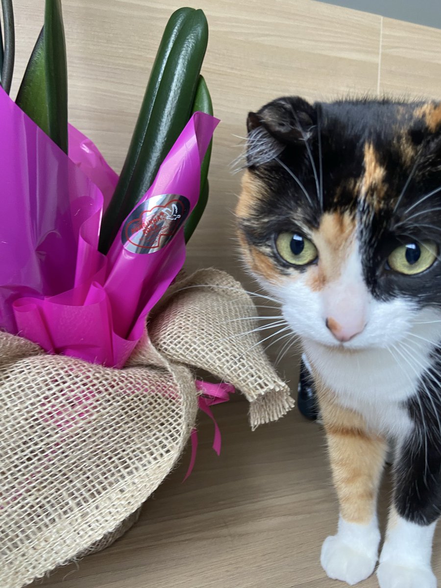 nostalgiatezeta's tweet photo. a gata mais boboca do mundo https://t.co/5LBk1X3Xa6