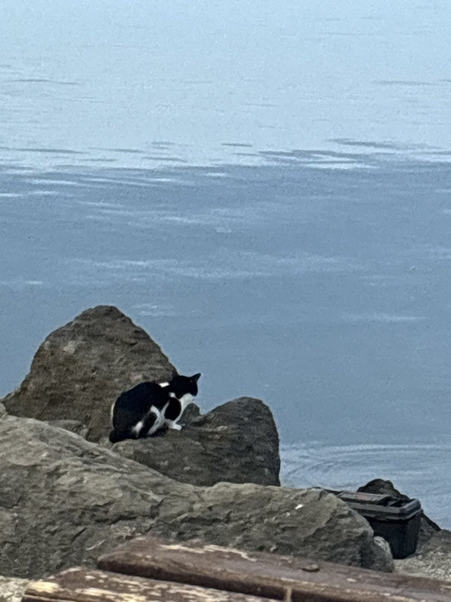 thisisirrem's tweet photo. kedi günü ilan ettim🐈🐈‍⬛ https://t.co/gLTwRwoznb