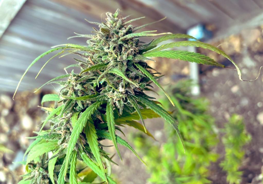WeedVet's tweet photo. Harvest season is upon us… 

is your season over? https://t.co/jMjopBCFjC