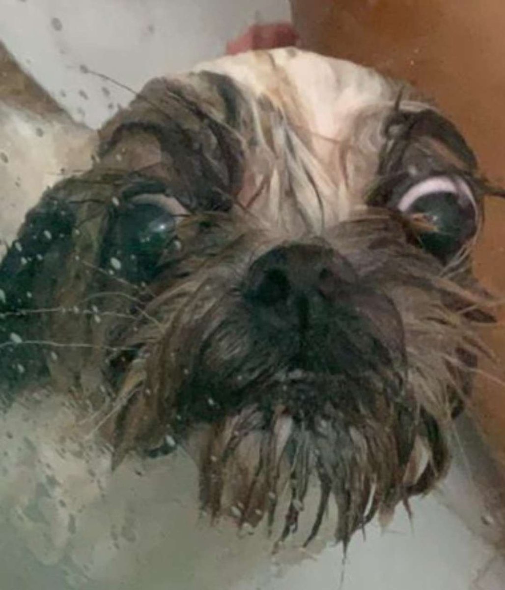 TakoWahki's tweet photo. @EnzocaTrovoada Ceci
Certeza q isso aqui é um gabiru grande que conseguiu me convencer que é uma cachiorra https://t.co/p6TY4YEmAx