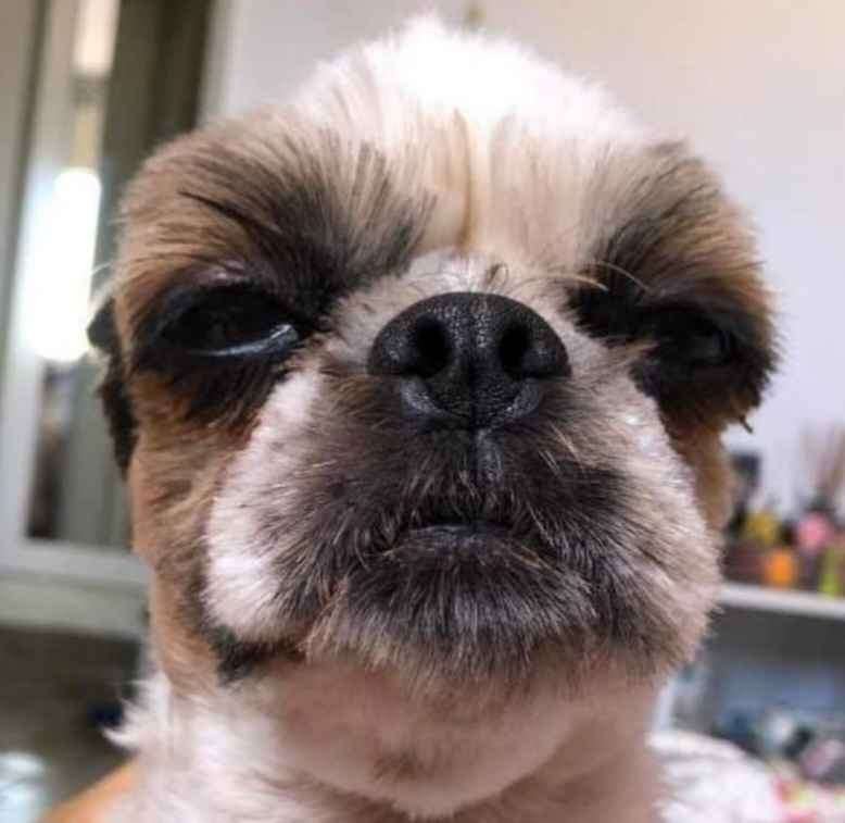 TakoWahki's tweet photo. @EnzocaTrovoada Ceci
Certeza q isso aqui é um gabiru grande que conseguiu me convencer que é uma cachiorra https://t.co/p6TY4YEmAx