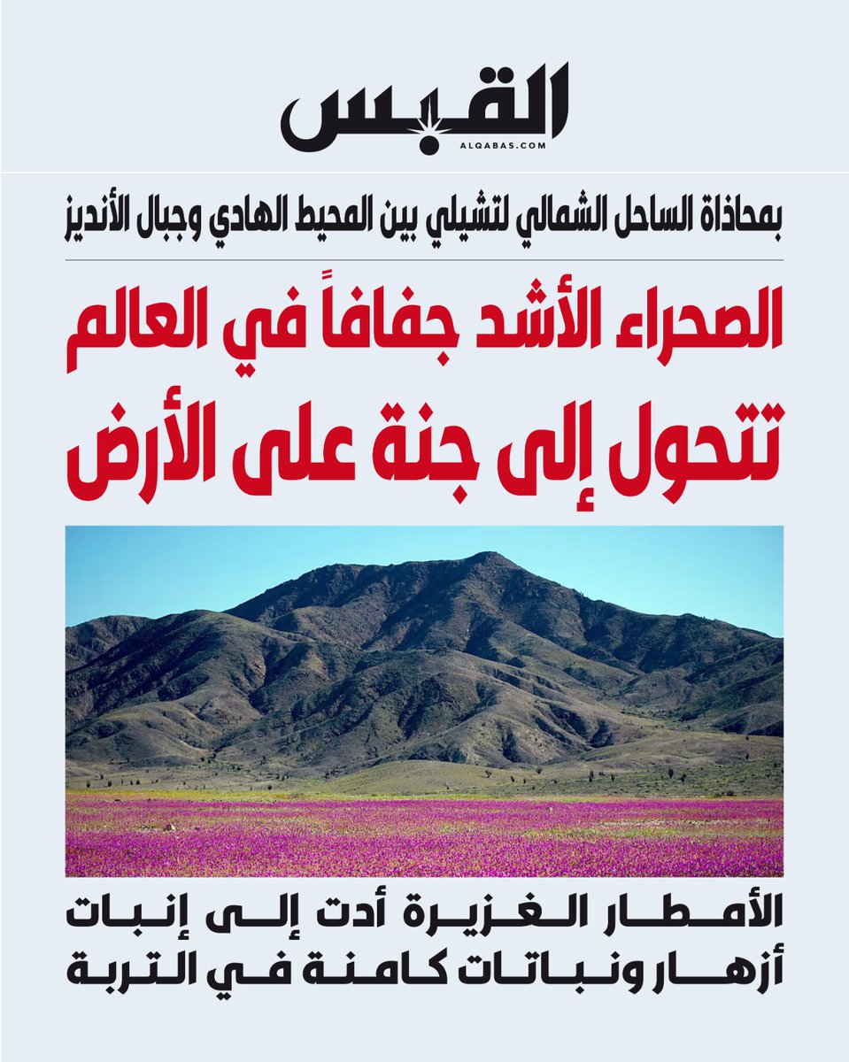 alqabas's tweet photo. #الصحراء الأشد جفافاً في العالم تتحول إلى جنة على الأرض

• بمحاذاة الساحل الشمالي لتشيلي بين المحيط الهادي وجبال الأنديز

• #الأمطار الغزيرة أدت إلى إنبات أزهار ونباتات كامنة في التربة

https://t.co/89fRxKogOP https://t.co/KLStvFd0n8