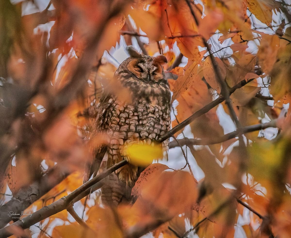 3Owl3Howl3's tweet photo. https://t.co/2DbagmBomx