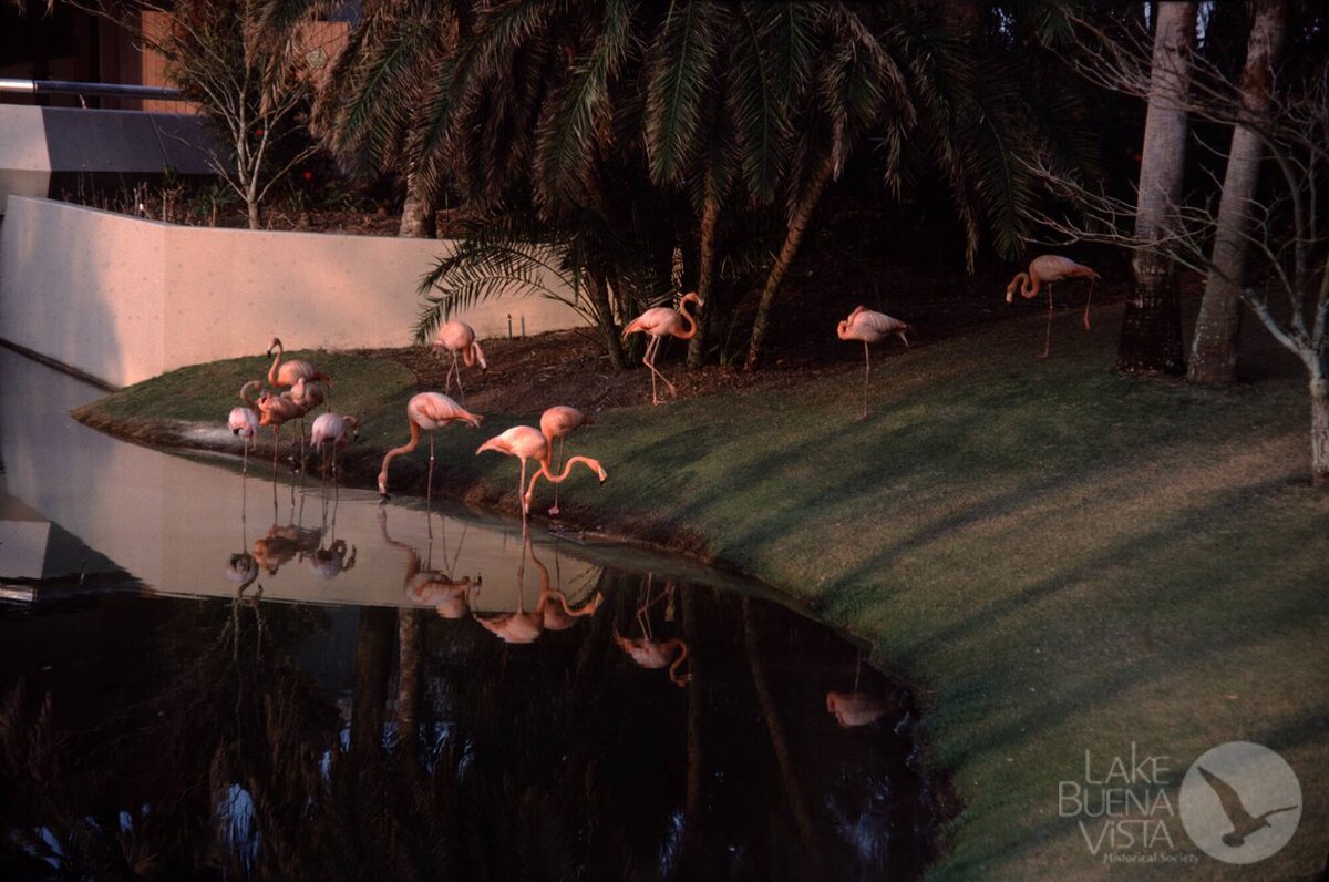RetroWDW's tweet photo. Daily Photo!

Flamingos ine EPCOT - Odyssey and Mexico (March 1985)

Link to this photo in the archive on first comment!
#RetroWDW #Throwback #Vintage #DisneyWorld https://t.co/5IncnOJSom