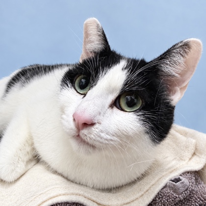 sfspca tweet picture