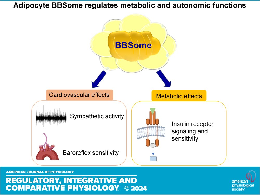 AJPRegu's tweet photo. Dive into some #Bardet–Biedl syndrome research thanks to @IowaMed, Adipocyte-specific disruption of the #BBSome causes #metabolic and autonomic #dysfunction (Yuying Zhao et al.):
https://t.co/yRDk0nXtYJ https://t.co/QKsEI2gbkE