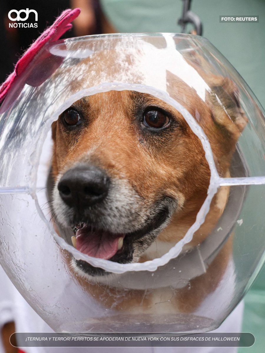 adnnoticiasmx's tweet photo. 🎃🐶 ¡Ternura y terror se apoderan de Nueva York! 
Perritos de todos los tamaños desfilaron por Manhattan con divertidos disfraces de monstruos, piratas y astronautas para celebrar Halloween https://t.co/VY0Fd76LzY