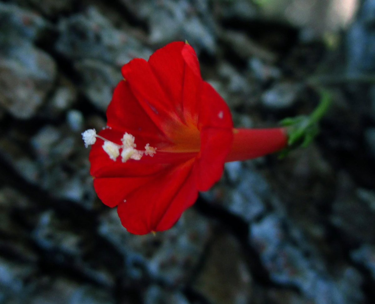 golgorio's tweet photo. El campo desolado parece,
vida sin embargo donde mires crece,
en las ciudades el odio enardece,
flor de sangre una advertencia eres. 

Foto y poema
de
Edgar P. Miller https://t.co/jVd39Ru3TY
