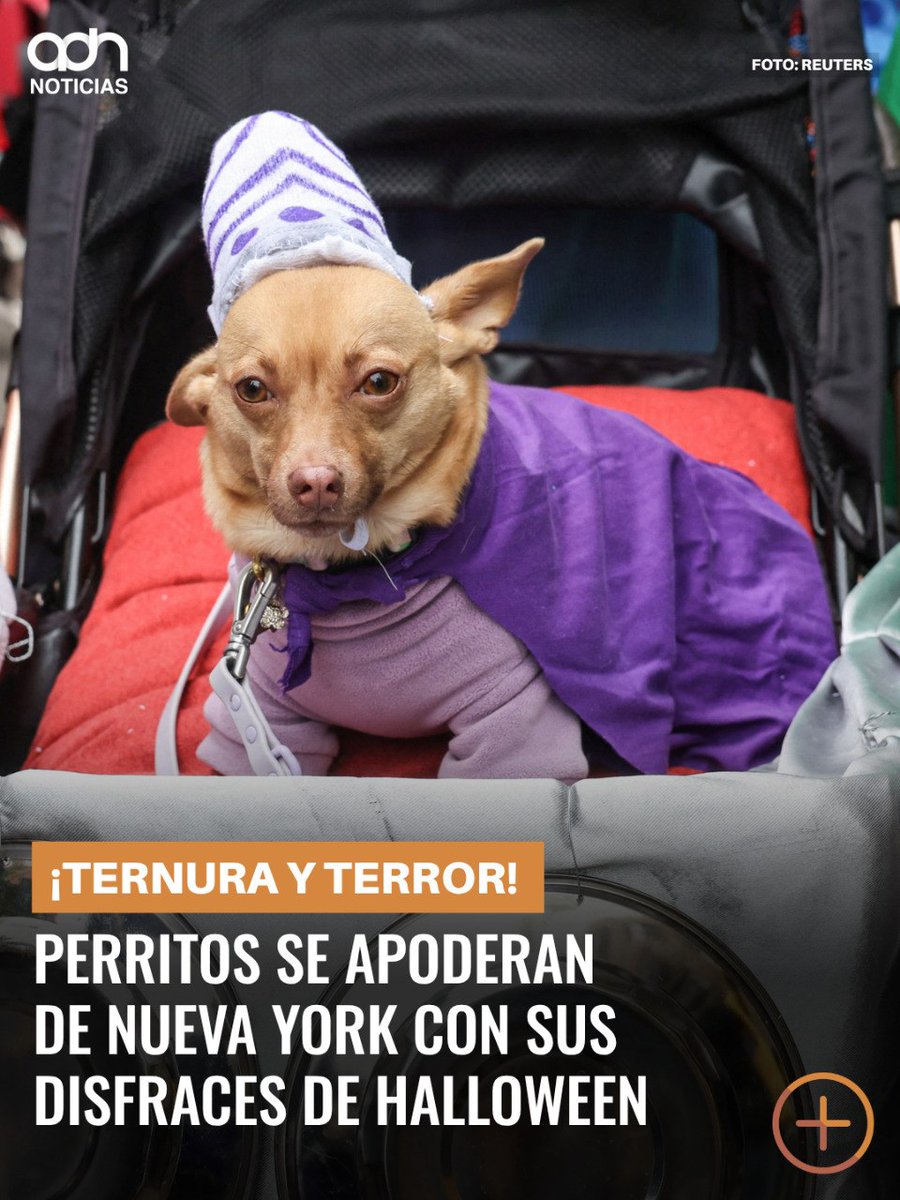adnnoticiasmx's tweet photo. 🎃🐶 ¡Ternura y terror se apoderan de Nueva York! 
Perritos de todos los tamaños desfilaron por Manhattan con divertidos disfraces de monstruos, piratas y astronautas para celebrar Halloween https://t.co/VY0Fd76LzY