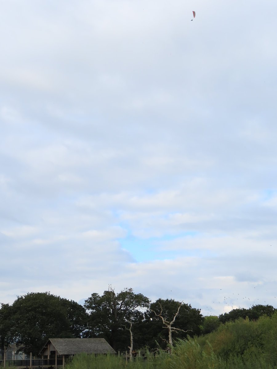 knittedknobs's tweet photo. someone was paragliding over the Yorkshire Wildlife Park.  brave decision after they've made clear they're not going to shoot their tigers  #wheresdavidattenborough #goingtothezoo #tonythetiger https://t.co/oJRH1TlR92