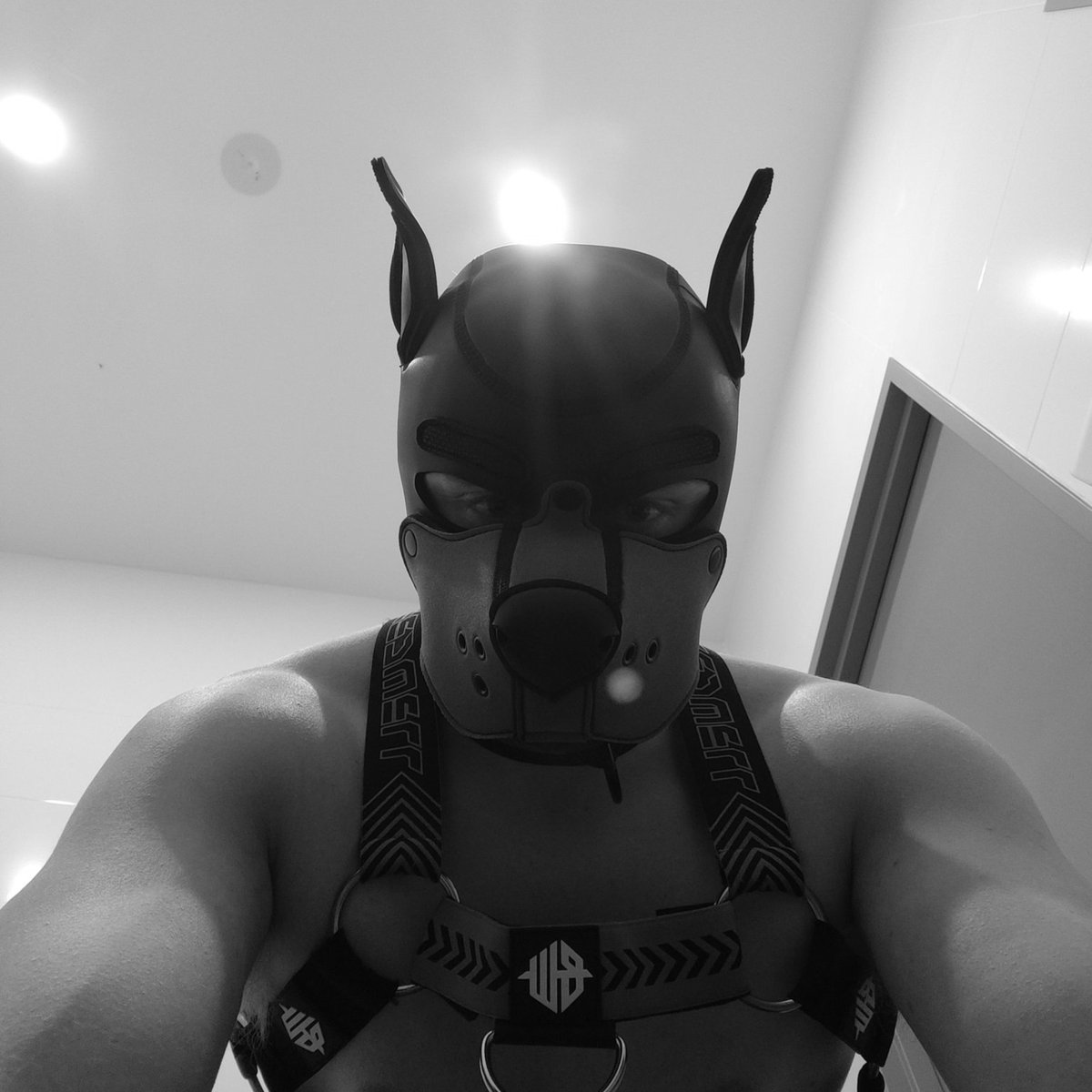 tommy_mollica's tweet photo. wild dog??? https://t.co/4bKvHWn7ym