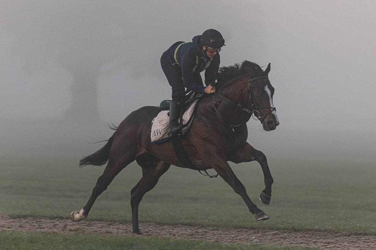 Archie_Watson's tweet photo. A misty morning on the gallops with Gina and @ARM__Racing’s exciting two-year-old Moofeed 🏇💫

#ArchieWatsonRacing https://t.co/luDoptvB6s