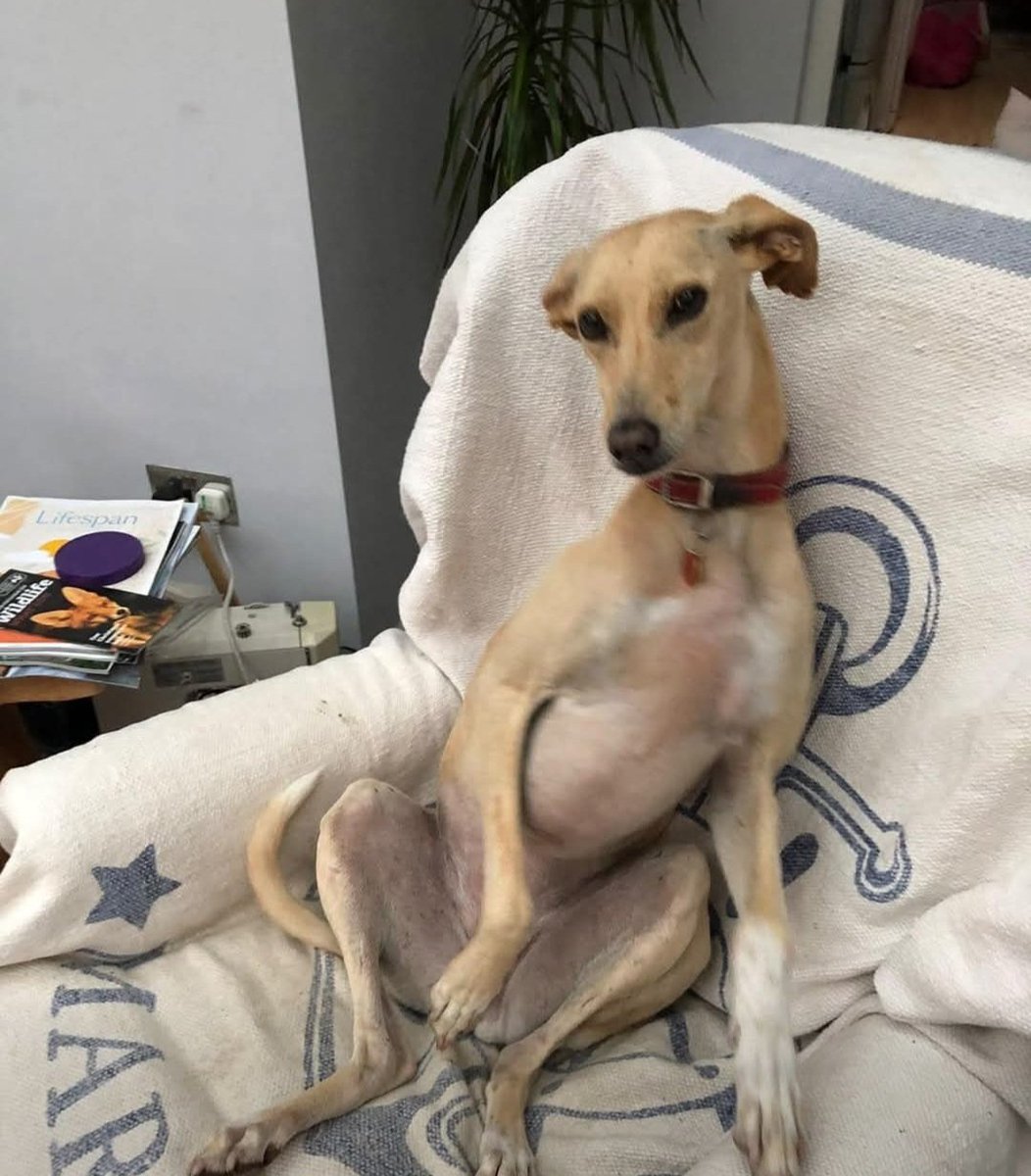 millypod1's tweet photo. 🆘19 OCT 2026 #Lost Jodie #ScanMe
ELDERLY Lurcher Female
Escaped from home 10.30pm.
#Ewell #Epsom #Surrey #KT17
Probably headed towards Priest Hill
https://t.co/jyYOz72AcG https://t.co/rZpdgsOb80