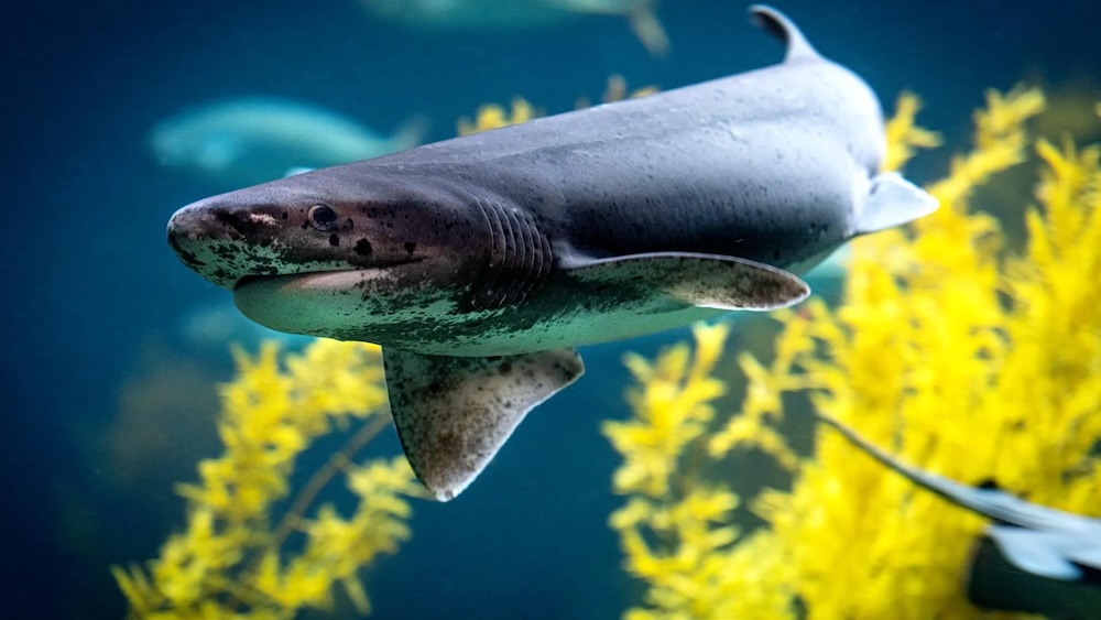 Blooloop's tweet photo. 🐠 JOB 🐠

Monterey Bay Aquarium is seeking an experienced Vice President, People Operations to lead employee relations, talent acquisition, workforce strategy and HR operations at its California aquarium.

Apply here 👉https://t.co/n1PH9RaKJD https://t.co/UoLH5GBXF1
