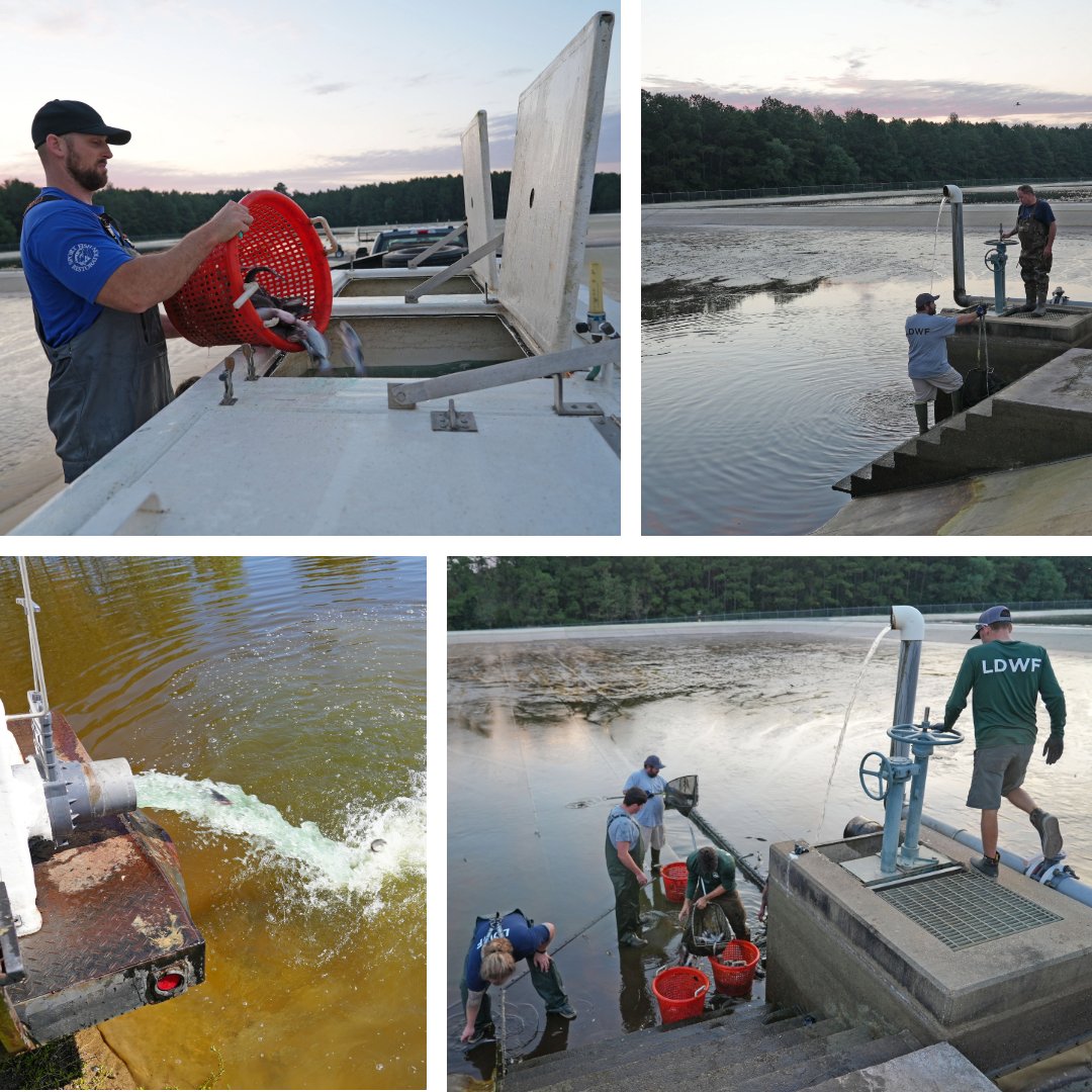 LDWF's tweet photo. 🐟 Faster growth = more catfish! LDWF biologists at Booker Fowler Fish Hatchery cut production time from 19 months to six by raising fingerlings in smaller groups &amp; increasing feeding rates. The first 2,000 fish were were recently harvested &amp; released into Louisiana waterbodies. https://t.co/NYVOwicMbf