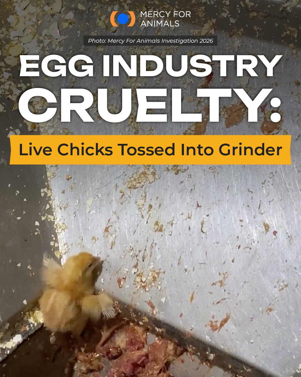 MercyForAnimals's tweet photo. Chick culling is the mass killing of newly hatched chicks—mostly males—because they can’t lay eggs or turn a profit. It is standard practice in nearly all modern egg production in the U.S. 

Take action: https://t.co/PojVUPPcSP

#EndChickCulling #CrackTheSystem https://t.co/M9Vz7BYcJb