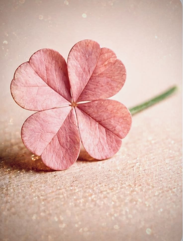 norimi1102's tweet photo. 🍀☘️🍀幸せのclover🍀☘️
🩷🩷🩷🩷PINK🩷🩷🩷🩷
🍀☘️🍀☘️🍀☘️🍀☘️🍀☘️
🍀幸運が起きますように🍀
🍀☘️🍀☘️🍀☘️🍀☘️🍀☘️
🍀ෆ❛ั◡❛ัෆ✩⃛*⁎🍀 https://t.co/uqQrPDLqXE