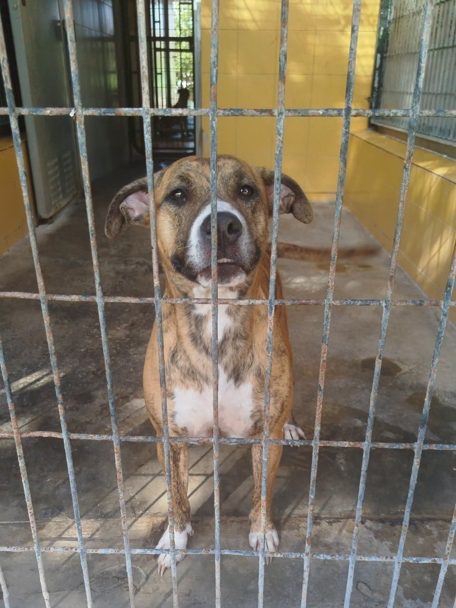 Silviamensegar's tweet photo. 406......
Tiene el número puesto en la puerta. 
Pero nosotras la hemos llamado Selva, para darle identidad y que no sea sólo un número.

Tiene 3 añitos, y no tiene a nadie. 
🙏🙏 Buscamos adopción. 

Está en Jerez, puede viajar. 
Para adoptar escribirme al 696 070 250 https://t.co/XCiIlLFkqr