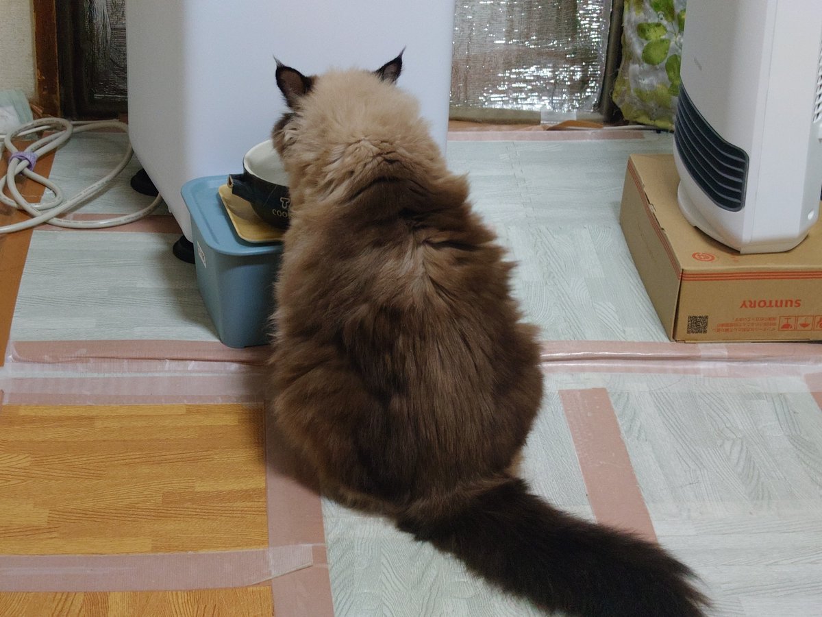 MP50726's tweet photo. おはようございます☔

今日一日雨の予報☔☔
帰る頃は止んでるといいなぁ😓

ちょっと暖かいので暖房はOFFにして行きます。(*^^*)🐾

昨日、弁当箱買って早速具を入れて蓋をしたら蓋がパチっと行かない、少し前に買ったのパチっと音がしてしっかり止まるのに不良品ですね。😮‍💨🐾 https://t.co/eSx10BWbnB