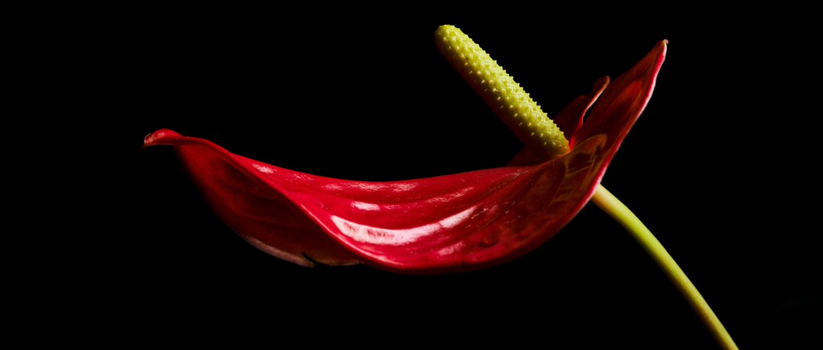 TakaoTsushima's tweet photo. flamingo flower/Anthurium/アンスリウム
TOYOView + PhaseOneP25 + FUJINON250mm f22 1/125s ISO50
#Flowers #PhaseOne #大判カメラ #TOYOView #トヨビュー #FUJINON #PhaseOnePhoto #Anthurium #mediumformatdigital #mediumformatdigitalBack #mediumformatdigitalphotography https://t.co/D9bsnusy7R