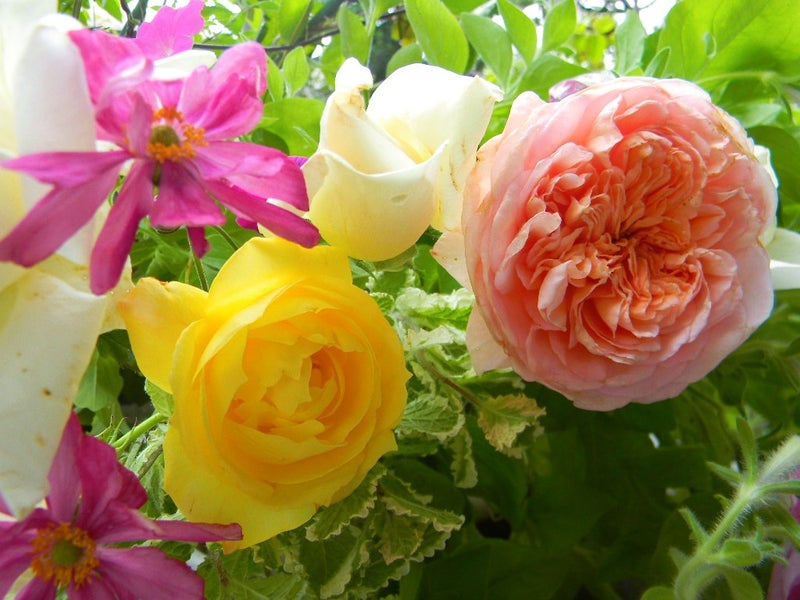 lucy2025kazu's tweet photo. 今日のお花は秋の薔薇たちを。🌹
こちらは真夏日の予報になりました。☀💦
雨も降りだすのかな？水分も摂りましょう。💪
今日もあなたを想っています。💙

＃あの子たち　＃心はそばにいるよ https://t.co/7xa5wJ1h6A