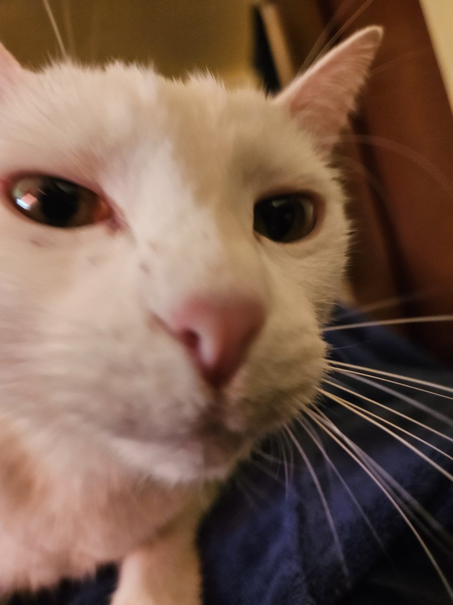 428Cats's tweet photo. She's is beingn so needed and you should probably go sub to my youtube hunter the amazing cat god https://t.co/G4XBchGzNx