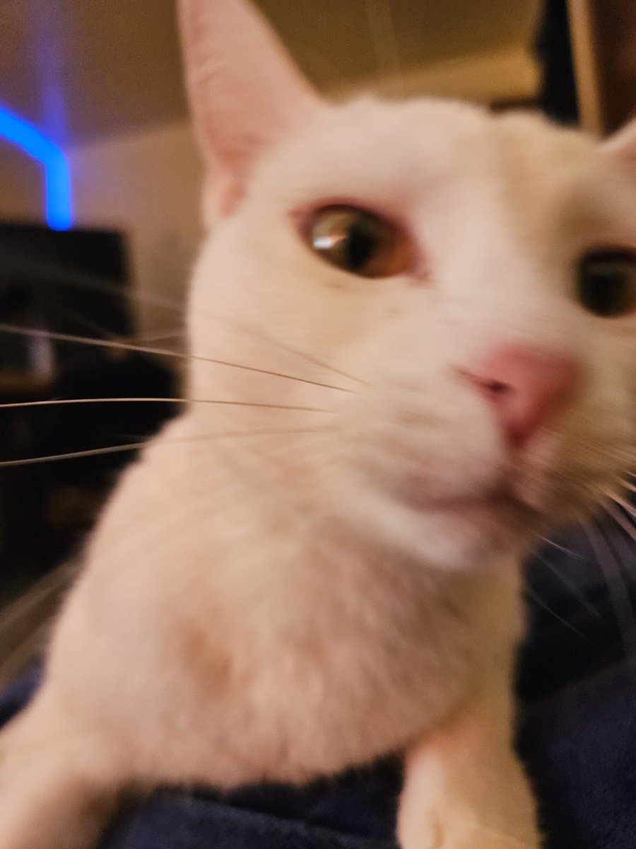 428Cats's tweet photo. She's is beingn so needed and you should probably go sub to my youtube hunter the amazing cat god https://t.co/G4XBchGzNx