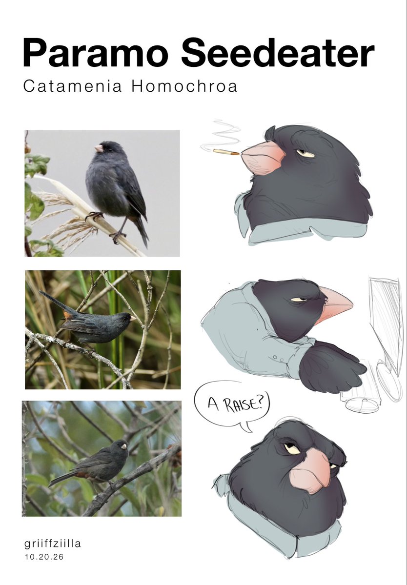 griiffziilla's tweet photo. paramo seedeater at his white collar job (eating seeds. seed stocck market? seed fund manager?) https://t.co/CYaiClgAmn
