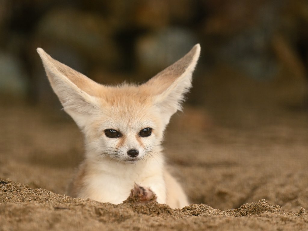ciao_0w0's tweet photo. フェネックのシュシュとサラ🦊 https://t.co/49ogp25lpf