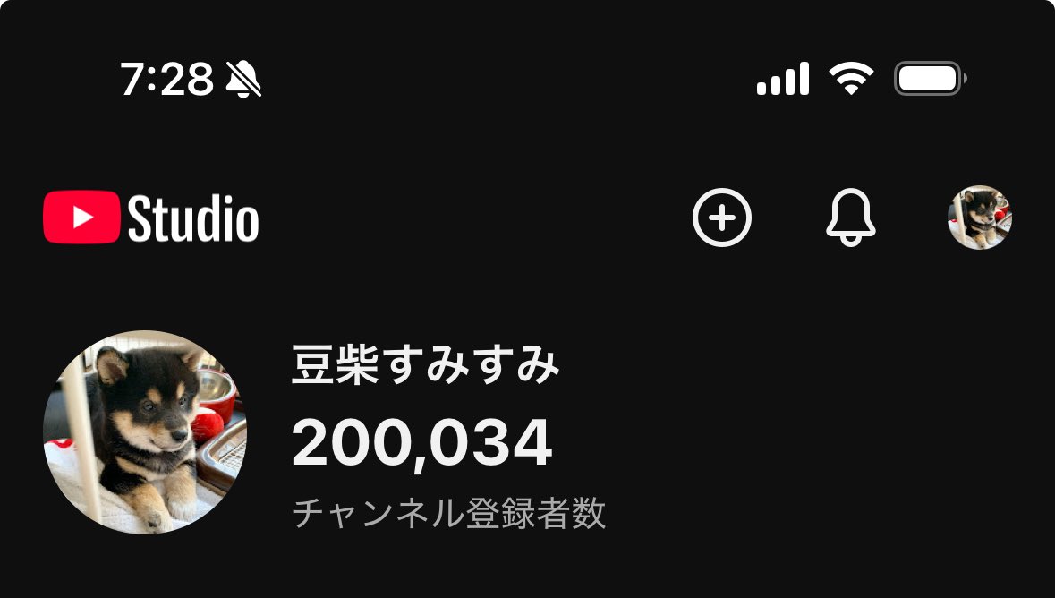 sumisumi_mame's tweet photo. 20万人超えちまった…
#いつも応援ありがとう
#マジかよ
#柴犬 https://t.co/iBnsXSWdVS