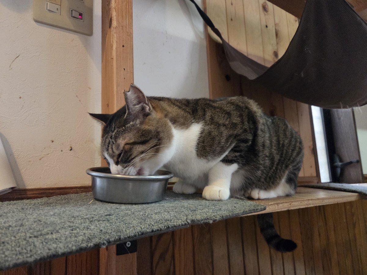 nyau2project's tweet photo. 10月21日　水曜日😸
おはようございます😸 https://t.co/yN8IHA30IV