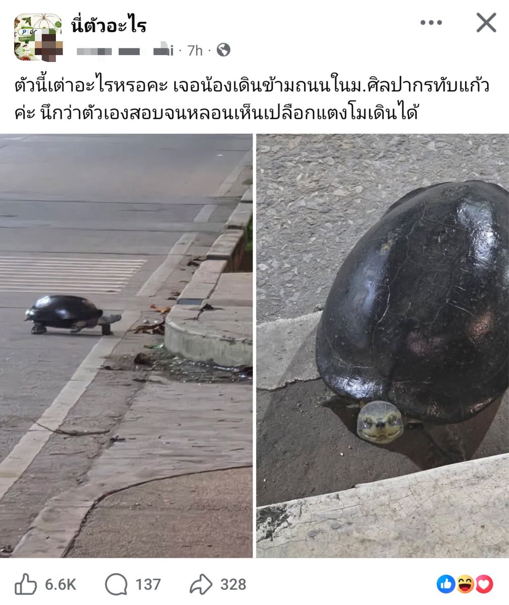 tuktakaewkak's tweet photo. มีคนเจอเต่าเดินในม.ศิลปากรทับแก้ว น้องเค้านึกว่าสอบจนหลอน เห็นเปลือกแตงโมเดินได้ (จากรูปดูเหมือนเดินไว 5555555) https://t.co/Gj2VYLn5GB