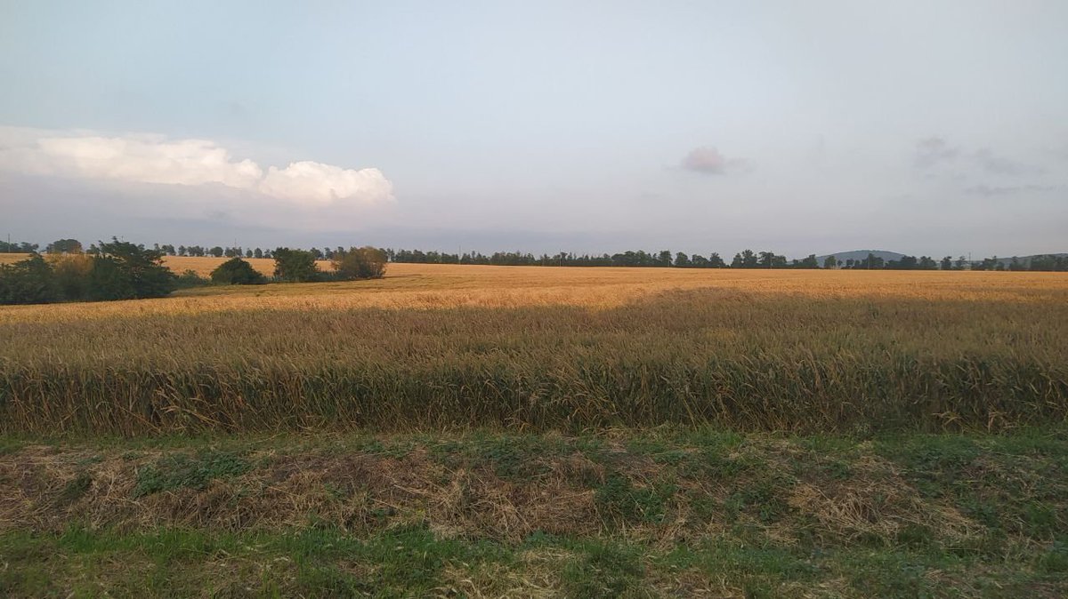 D__Roff's tweet photo. A look back at this autumn: our Far Eastern #wheat, fully ripe and ready for harvest. Spent a week out in the fields helping to bring it in 🌾 #Harvest26 #Agtwitter https://t.co/7rSnYqpxcs