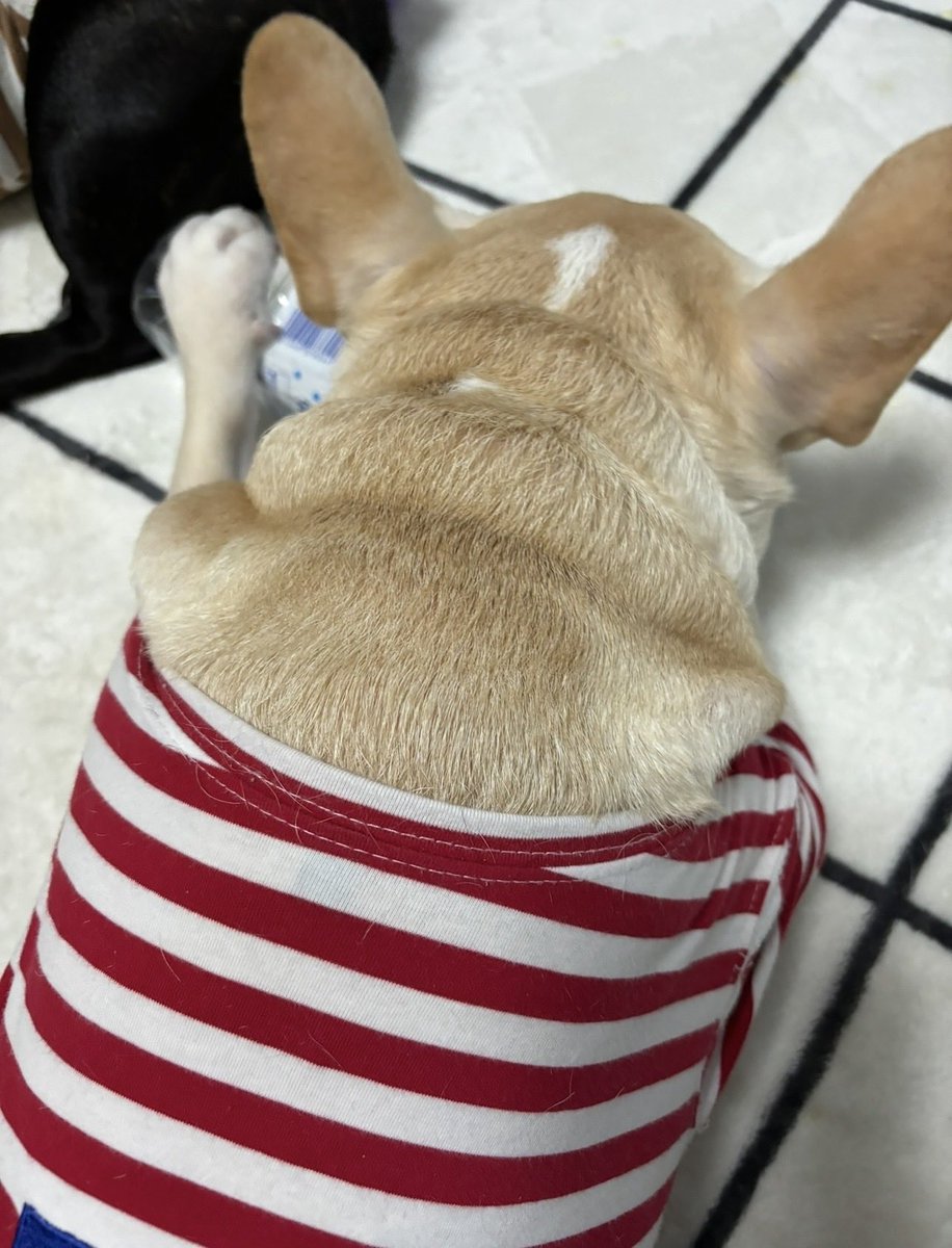 ginjitogoku's tweet photo. おはようございます。暑かったり寒かったりで10月も後半なのにおかしな天候ですね。久しぶりの投稿で多分2週間以上してなかったかな。というのも原因不明のだるさで仕事行くのが精一杯でした。わかってみれば喜ばしい事で来年の夏で一年仕事お休みします。今朝もごはんが炊けて炊飯器を開けた瞬間気持ち悪くなるんで困ります。オットは仕事やめればいい、看護師は引く手あまただから腹筋はいつでもできるだろ、と。わんこ達は週4勤務になったからママがおうちにいっぱいいるから不思議そう。時間が出来たから潔癖症がでて掃除ばかりしてます、昨日も無印で沢山掃除グッズを買ってしまいました、いま無印激アツですーw 今週も頑張りましょ。
 #おはようございます #今日はお休み #暑くなるみたい #悪阻で痩せた #ゆっくりお散歩行ってきます #わんこ達は元気 #銀ちゃんはおっさんなのに甘えたクン #今日も穏やかに