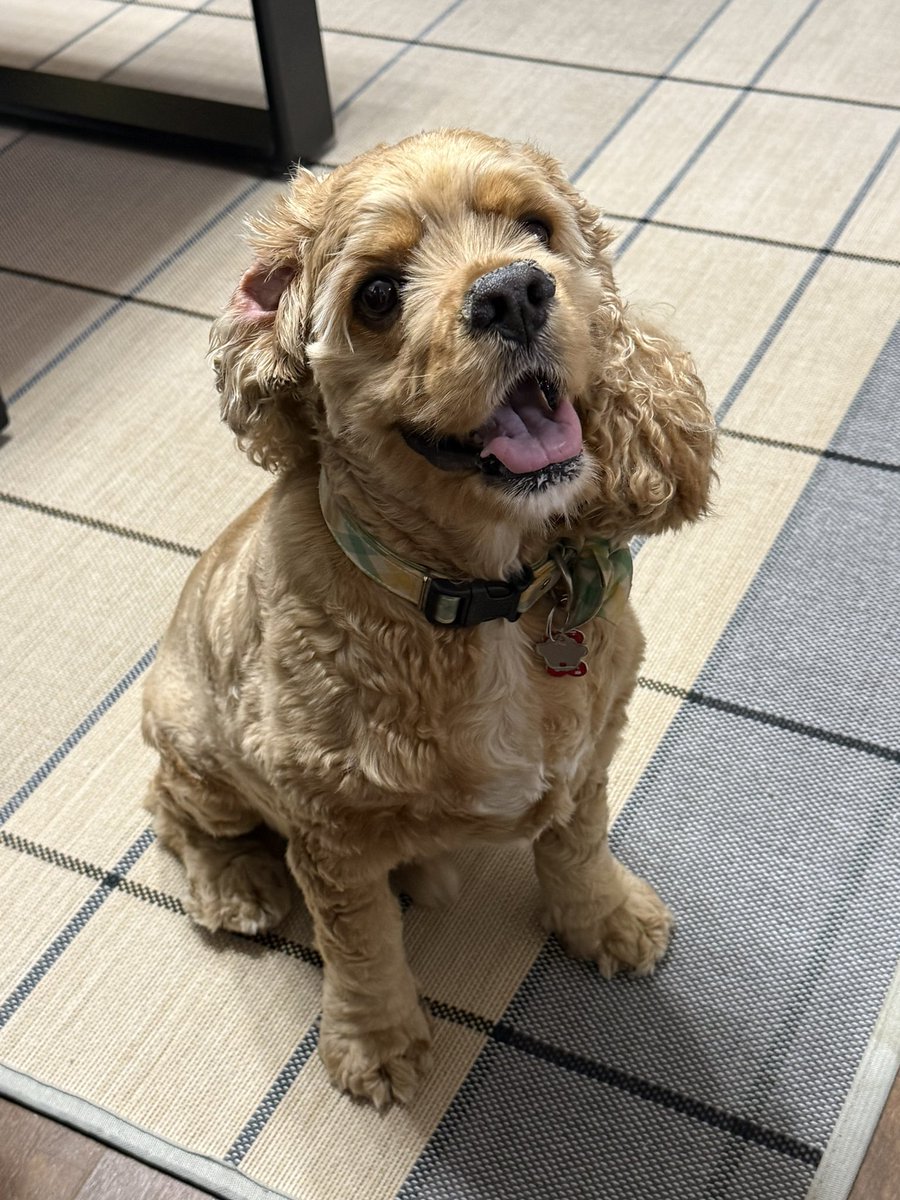riru_acs's tweet photo. お耳くるん🐶

#アメリカンコッカースパニエル https://t.co/KzyYyQF1YE