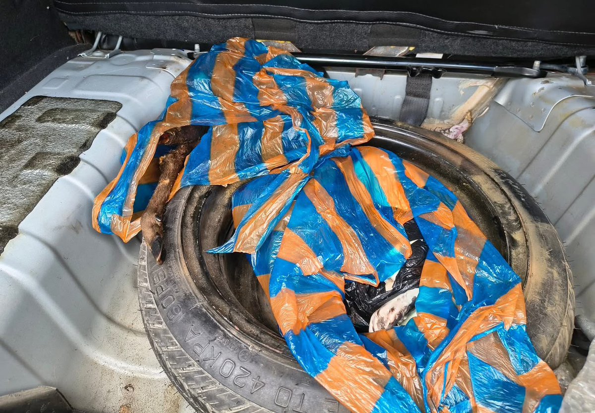BitacoraEc's tweet photo. 🚨 CARNE DE MONTE BAJO LA LLANTA DE EMERGENCIA: ¿CUÁNTO MÁS SALE DEL YASUNÍ SIN QUE NADIE LO VEA?
Un Chevrolet plateado circulaba por Pompeya, en Orellana, cuando fue interceptado por la Policía. Bajo la alfombra de la cajuela, junto a la llanta de emergencia, los agentes encontraron dos fundas: contenían 17 libras de carne silvestre.
El cargamento incluía 10 libras de guanta y siete de venado colorado. No estaba a la vista. Estaba escondido.
Cuatro personas fueron aprehendidas. Después de la audiencia recibieron medidas cautelares: deberán presentarse periódicamente y no podrán salir del país mientras avanza la instrucción fiscal. Todavía no existe una condena.
Pero el hallazgo no ocurrió en cualquier lugar.
⚠️ Pompeya ha sido durante años uno de los principales puntos de salida y comercialización de carne de monte procedente de la Amazonía. Está en la orilla del río Napo, frente a uno de los accesos al Parque Nacional Yasuní y a la vía Maxus.
Un estudio de Wildlife Conservation Society calculó que solo en 2011 se comercializaban allí entre 13.000 y 14.000 kilogramos de animales silvestres al año. Guantas, pecaríes, venados, monos y otras especies salían del bosque para terminar en mercados, restaurantes y cocinas particulares.
El negocio no desapareció. Se escondió.
Bitácora Ambiental documentó que la carne de monte dejó de exhibirse abiertamente en la feria de Pompeya, pero continuó circulando mediante contactos y ventas a clientes conocidos. En noviembre de 2024, otro control permitió decomisar 80 libras de carne de pecarí, venado y armadillo.
Ahora aparecen otras 17 libras debajo de la alfombra de un automóvil.
Detalles en: https://t.co/LsEgsroPQi