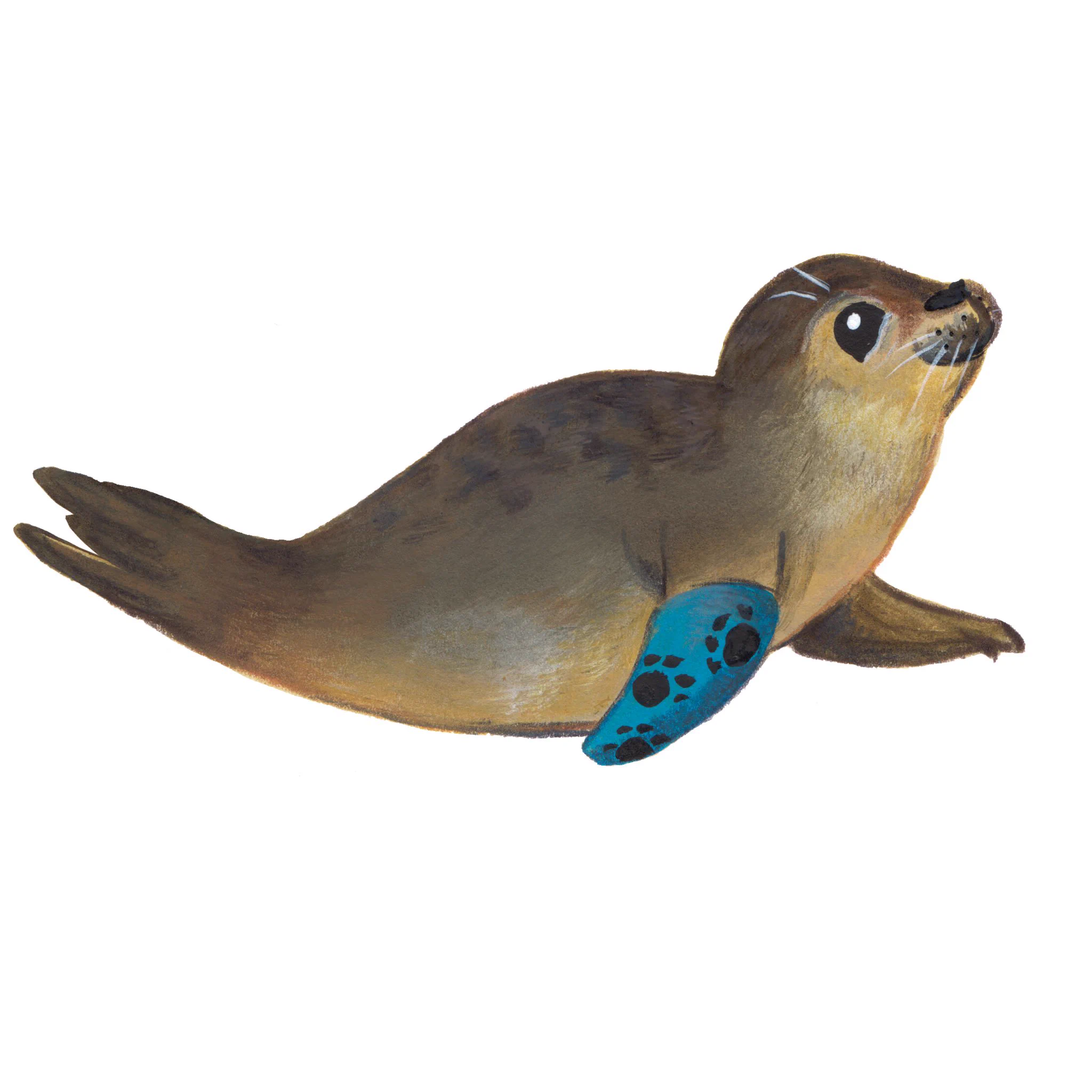 The Seal Signal on X: 