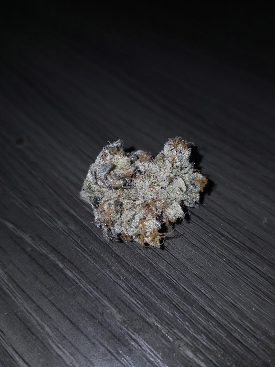 Capulator1's tweet photo. Here is the same wookies x cap junky with flash. Great mix of both parents TBH. https://t.co/Nwm4bfd3vY