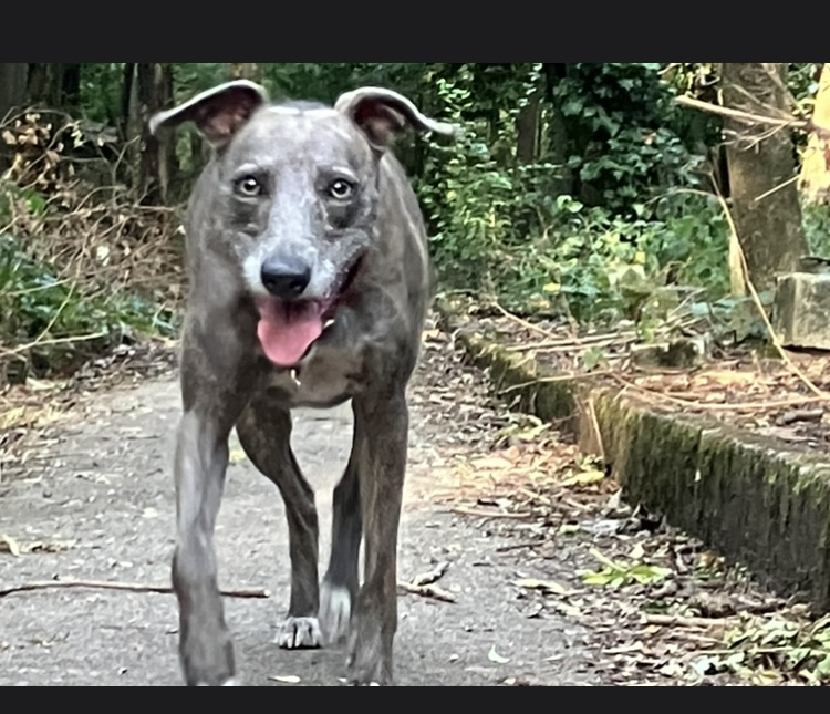 millypod1's tweet photo. 🆘20 OCT 2026 #Lost Bessie #ScanMe #Tagged
Whippet Female
Near Deer Shelter #Loughton #IG10 #Essex
She was wearing a Red jacket, Red collar 
She has slightly longer hair as she has some bedlington in her but not as hairy,she looks more whippet
https://t.co/PemvLWANiC https://t.co/sncOywRHAi