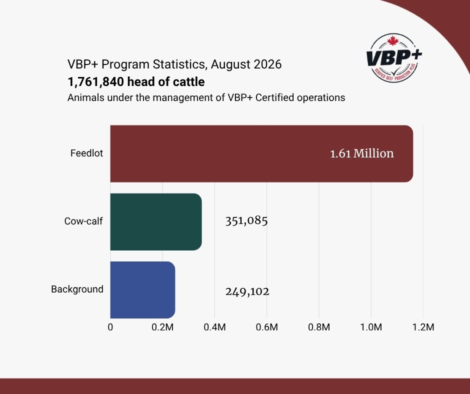 VBPCanada's tweet photo. From cow-calf to backgrounding to feedlot, VBP+ Certified operations represent multiple stages of Canadian beef production. As of Aug '26, 1,761,840 head of cattle were under the management of VBP+ operations nationwide. 

Learn more: https://t.co/vAs1NOxpnB. https://t.co/5GGJS87eQg