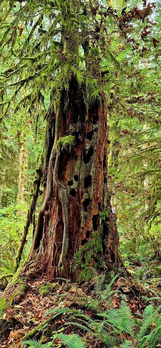 tinykarin's tweet photo. A trunk with a story 💚
#trees #forest #nature https://t.co/Vyi0YvXYfw