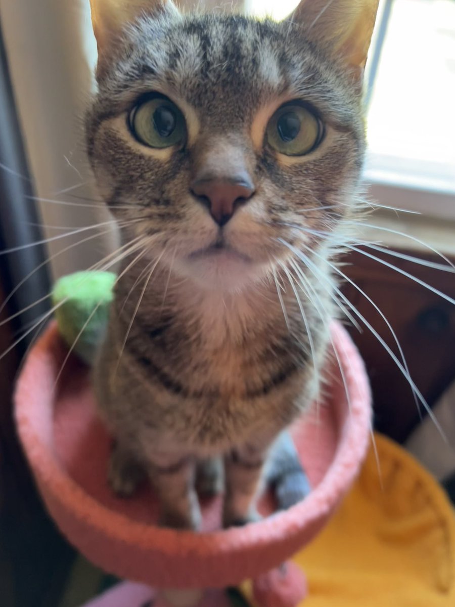 rritorro's tweet photo. ✦ ⋆ ࣪.  #promotwt ⠀ ╱   #moothunt ⋆ ࣪. ✦
 𓂃 ⠀⠀⠀ito,    20,    he / him   
 𓂃      genshin, zzz, Fortnite, bleach, illit, ive, babymon, twice 
✦ ⋆ ࣪. #genshintwt #bmf #kpoptwt #anitwt #mlm https://t.co/vy9fYApzgS