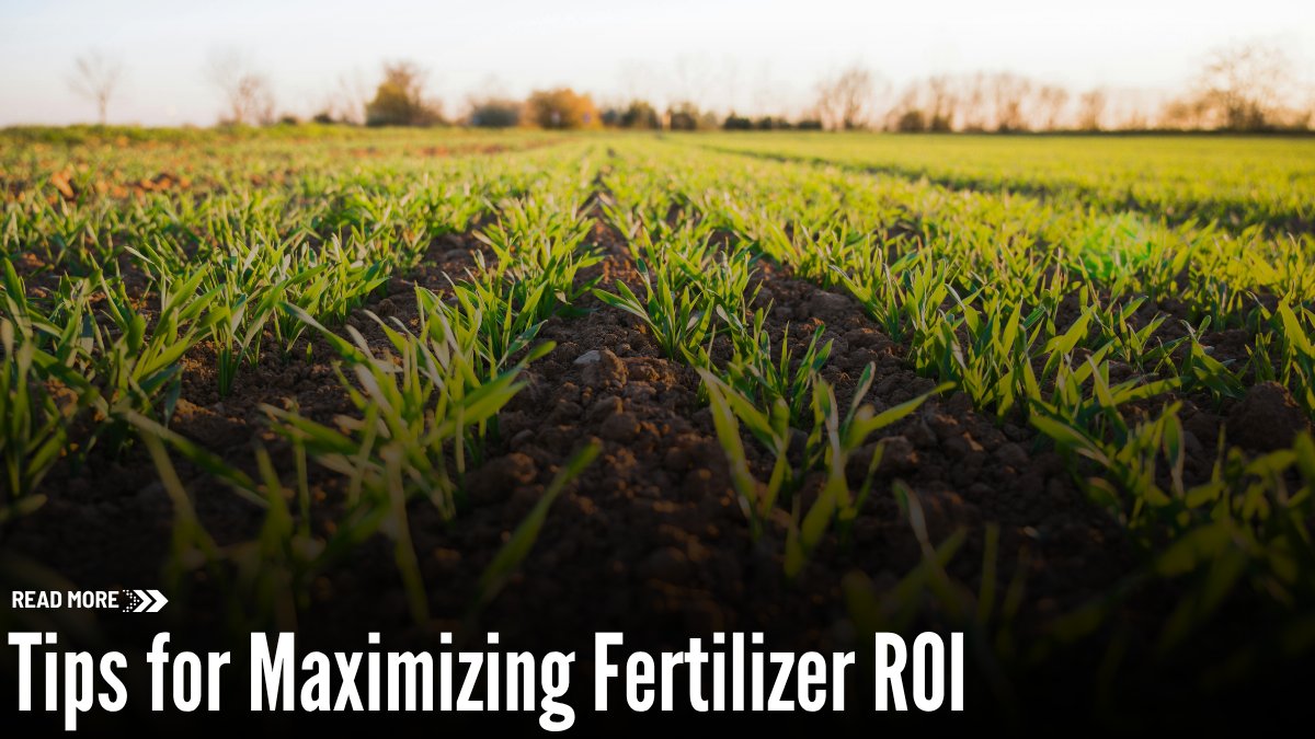 OntAg's tweet photo. Tips for Maximizing Fertilizer ROI...
Weather, soil health, fertility and hybrid selection all influence crop yields, making efficient nutrient management a key priority for farmers.
Read for expert insights on achieving better returns 👇
https://t.co/a9aDeaGH64
#ONYield26 @SynAgri_SEC