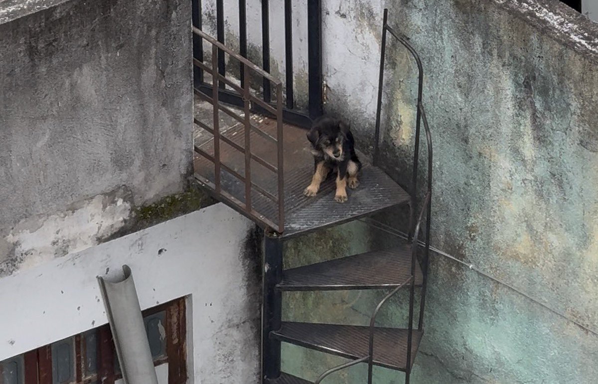 sweetleticia's tweet photo. obrigada todo mundo que tá compartilhando e se prontificou a ajudar com lar temporário/vaquinha. eu já achei um lugar pra ele ficar mas primeiro precisamos resgatar ele!

o caso tá sendo analisado pela equipe do @del_brunolima vamos torcer 🙏🏼

fotinho de hoje dessa fofura! 🥺 https://t.co/Wn6KQV2bqO